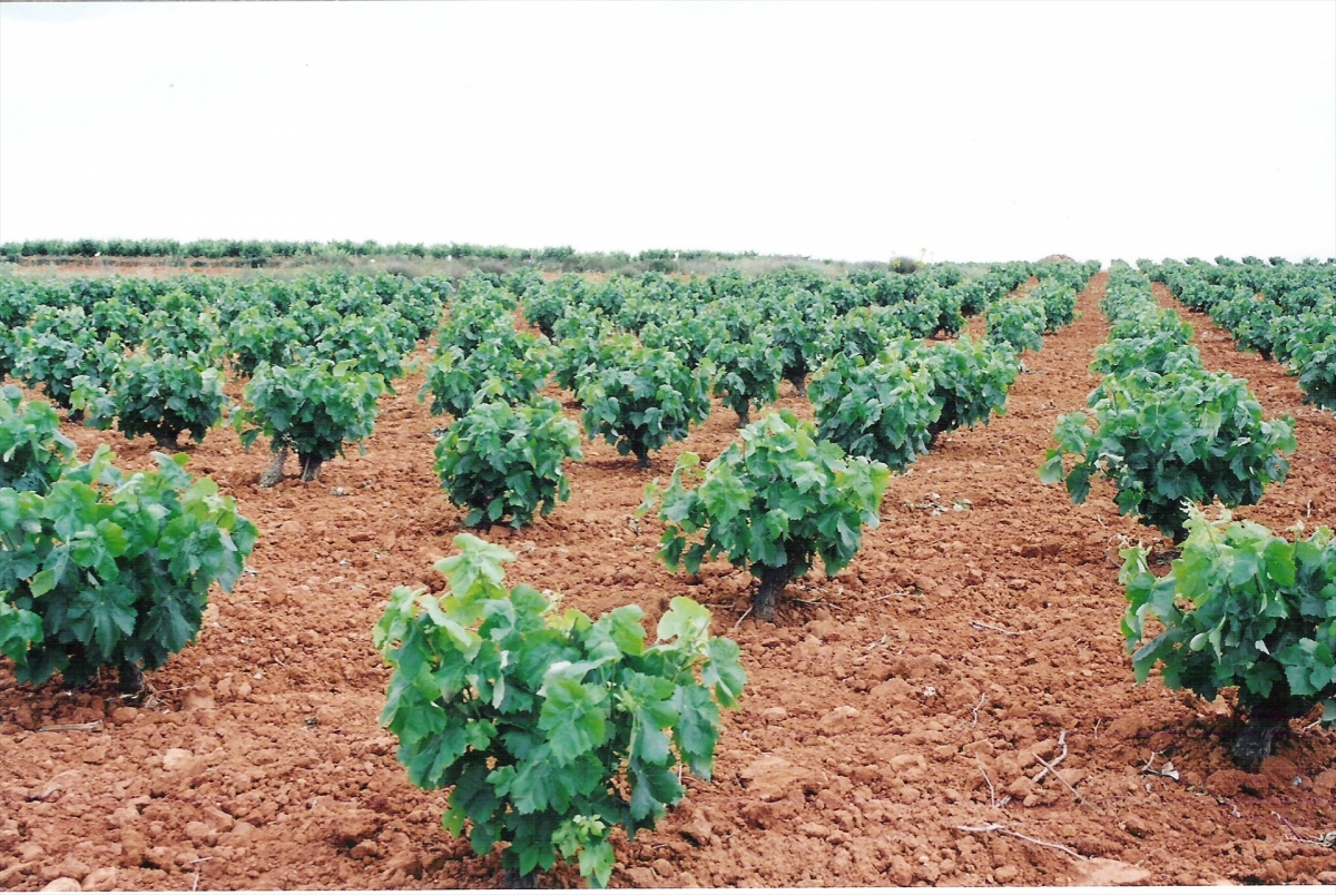 La Unió pide al Consell una ayuda directa para los viticultores y que reclame al Ministerio la vendimia en verde
