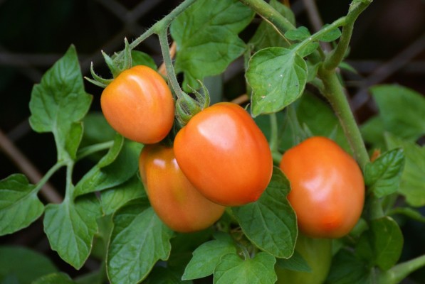 El sector del tomate, en pie de guerra ante la falta de datos de importaciones marroquíes