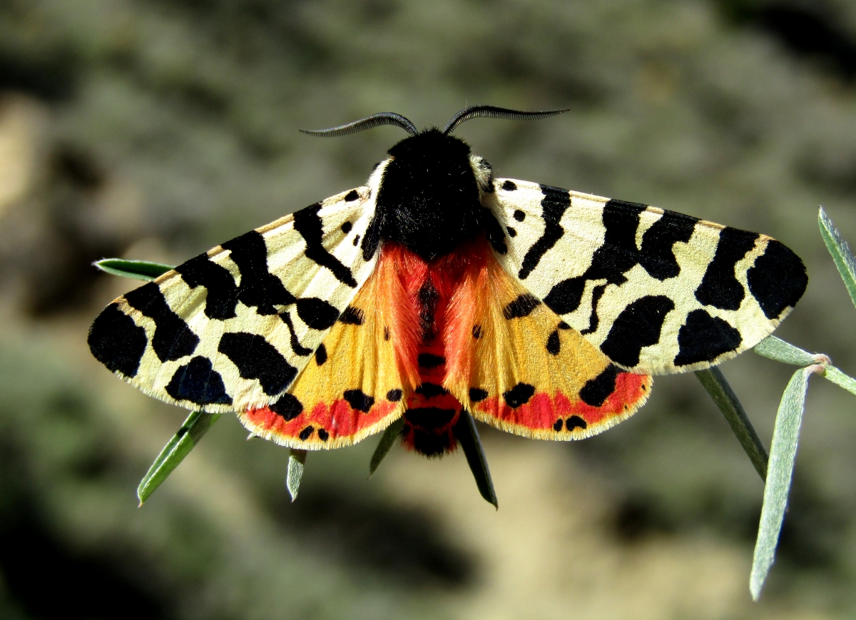 Revoloteo de mariposas en la ciencia murciana: la UMU participa en la secuenciación de los genomas de 11.000 especies de Europa