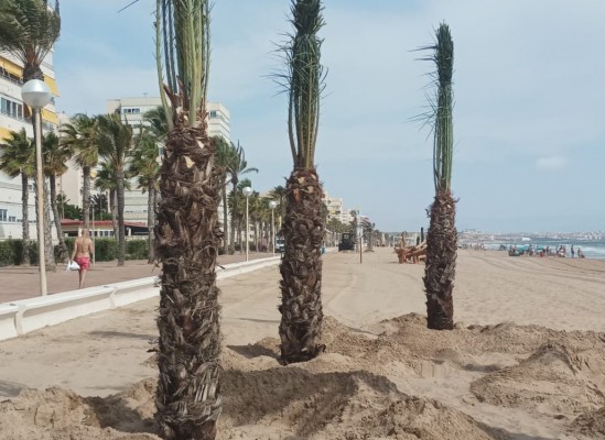La playa de Urbanova dispone de más espacios de sombra con nuevas islas de palmeras en la arena

