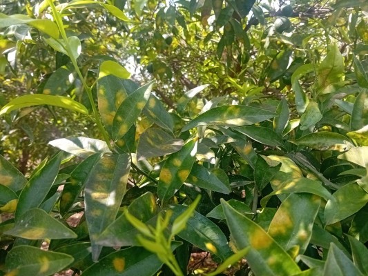 La Unió alerta de las plagas de ácaros en el cítrico y afea las restricciones en el uso de químicos