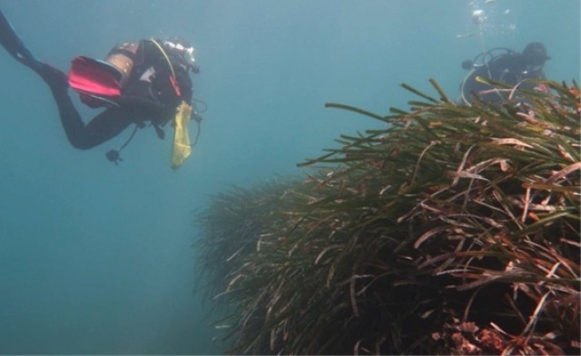 La UJI oferta la primera microcredencial de España en Criminología Azul para proteger la posidonia