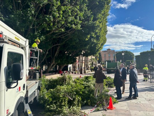 Refuerzan los cuidados en los ficus de la Glorieta de Murcia para garantizar su salud 