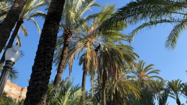 Emergencias eleva a nivel extremo el riesgo de incendios forestales ante el temporal de viento en toda la Comunitat
