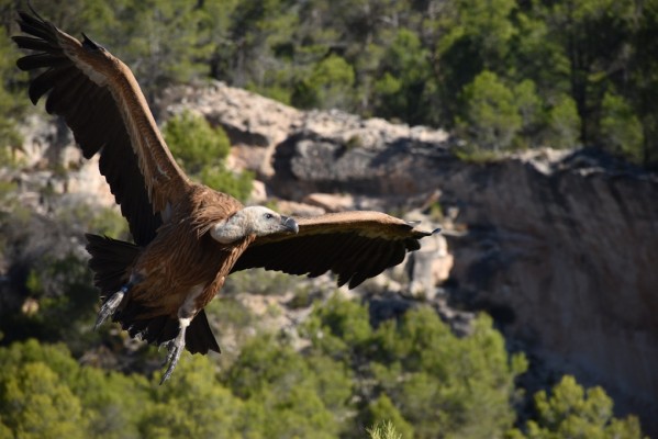 Alcoy denuncia un vuelo ilegal de dron en el Barranc del Cint que perseguía buitres en época de anidar