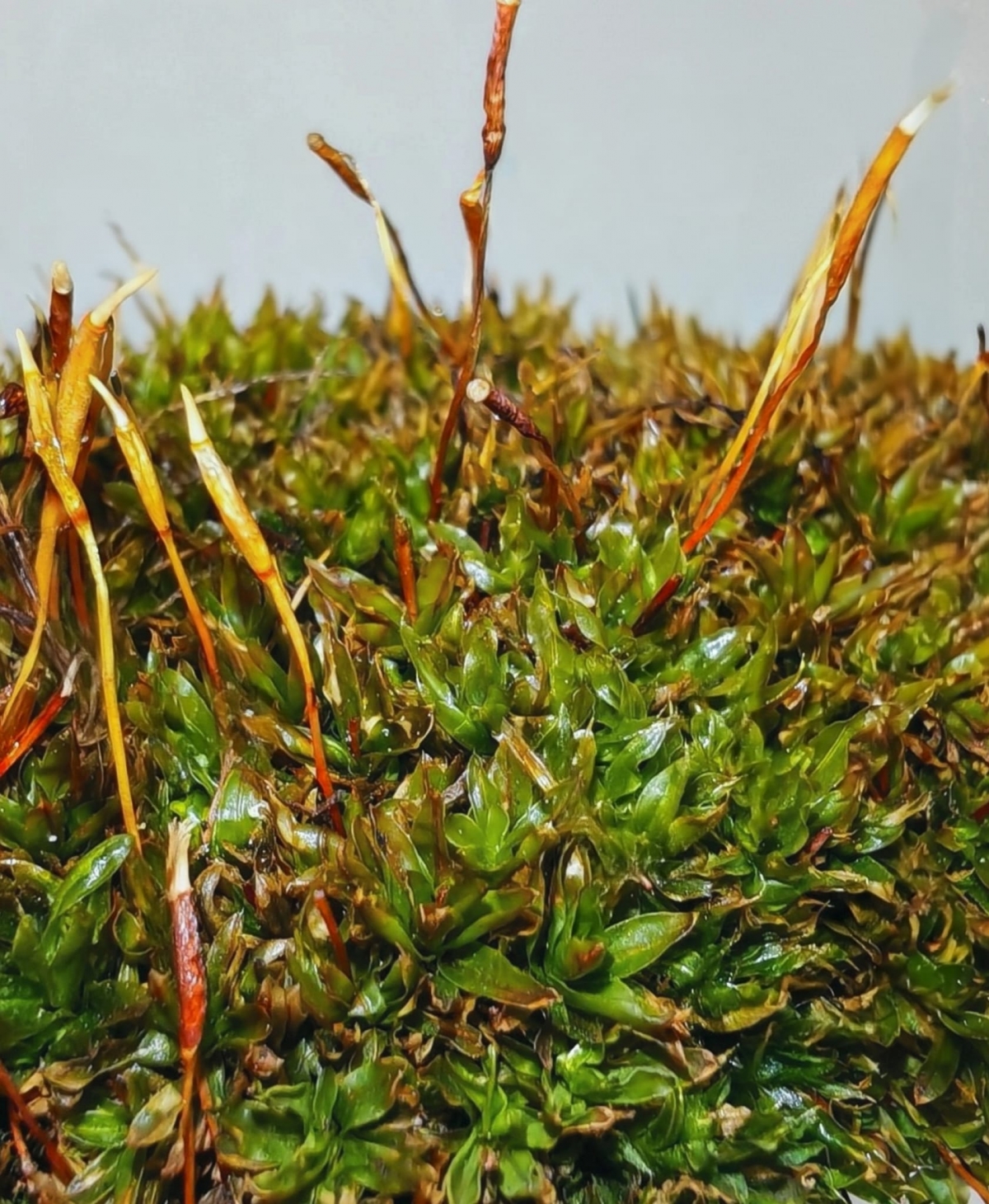 Investigadores de la UMU descubren en el Macizo de Revolcadores un musgo exclusivo de la Región de Murcia