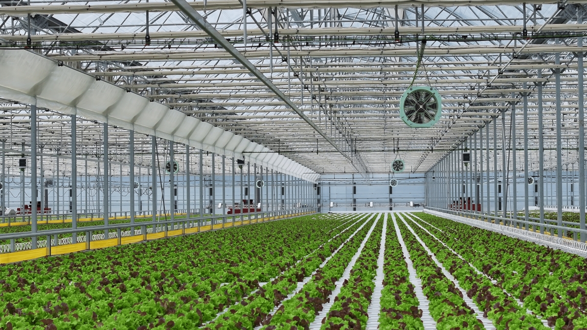 La tecnología agrícola murciana llega a Japón con invernaderos para cultivar lechuga hidropónica
