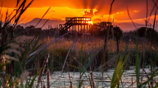 La desembocadura del río Millars registra más de 30 especies de fauna