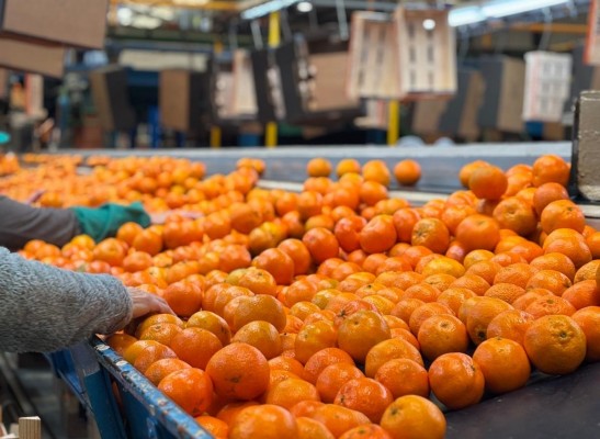 Naranjas y mandarinas pierden peso en las exportaciones citrícolas de la Comunitat, que apuran la campaña con un alza del 0,3%