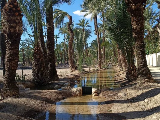 Palmeral para todos