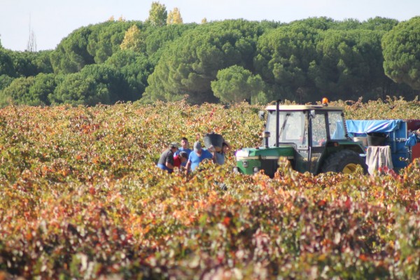 La Unió alerta de pérdidas de más de 70 millones en los viticultores por la caída de precios