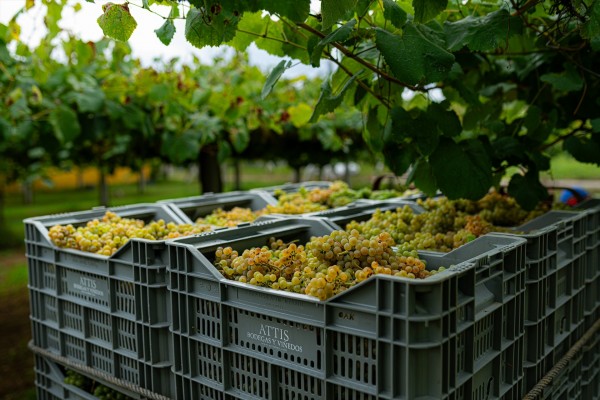 COAG pide a grandes bodegas que no especulen y paguen precios rentables a viticultores en vendimia