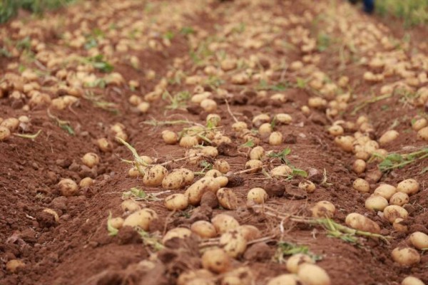 El precio de la patata aumenta un 111,6% en origen respecto al último lustro
