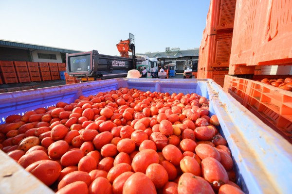 Diez curiosidades de la 77 edición de La Tomatina de Buñol