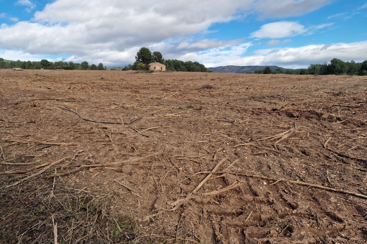 La mayoría de los campos agrícolas han sido desbrozados. - Foto: ANTONIO PRADAS La mayoría de los campos agrícolas han sido desbrozados.