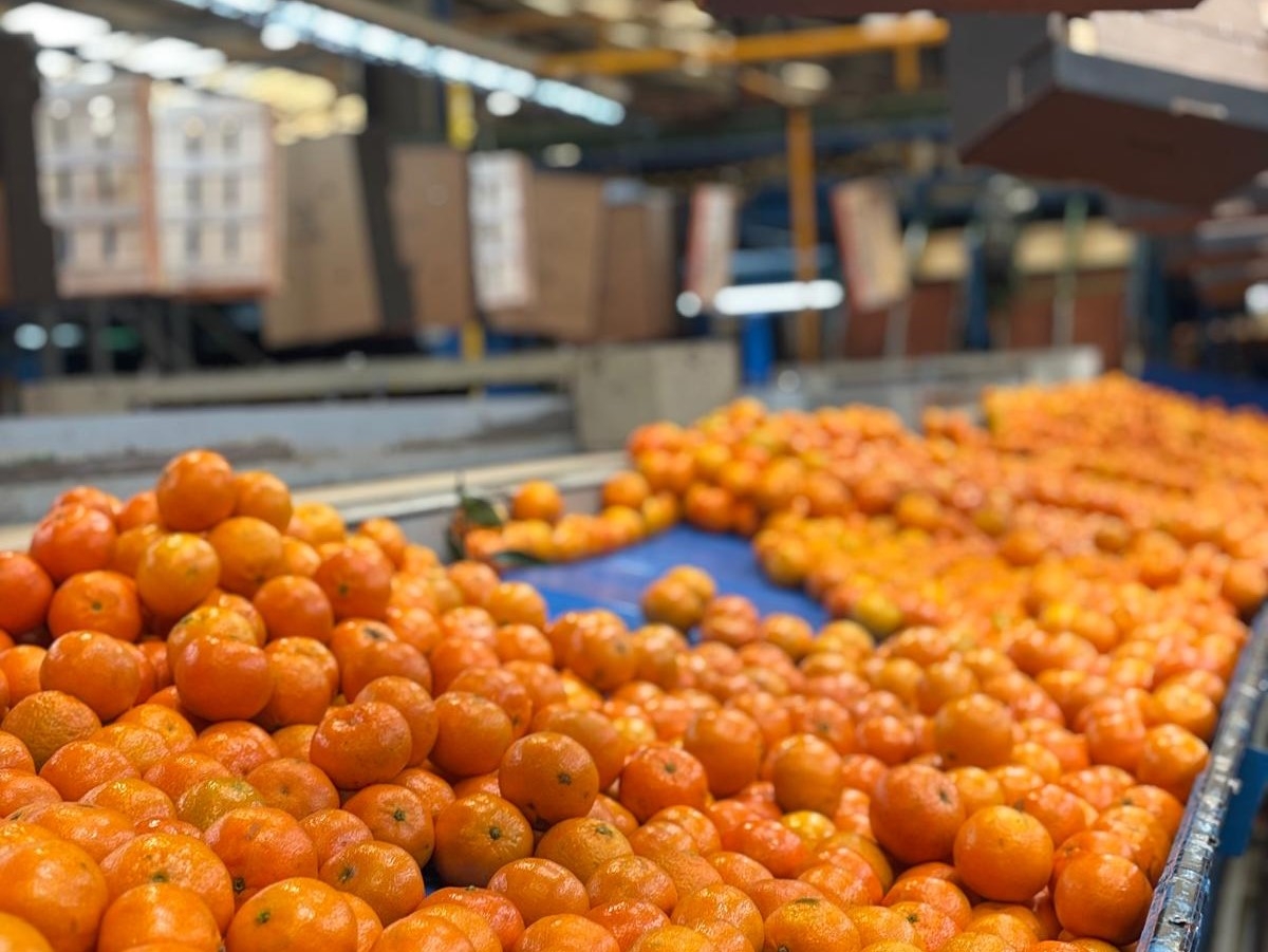 La campaña citrícola remonta: precios al alza y buen ritmo de cosecha animan al sector 