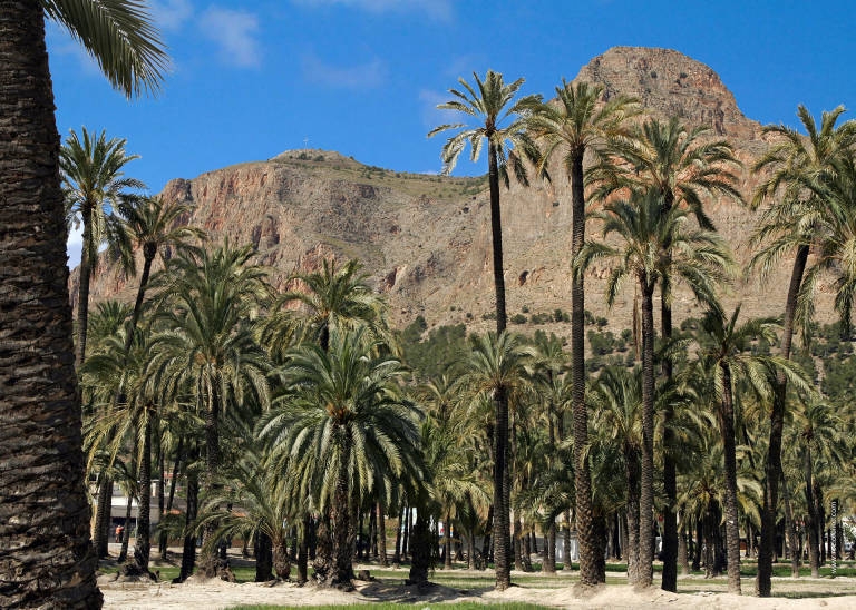 Orihuela suspende las clases en varios centros del entorno del Palmeral y cierra parques por la alerta naranja de viento