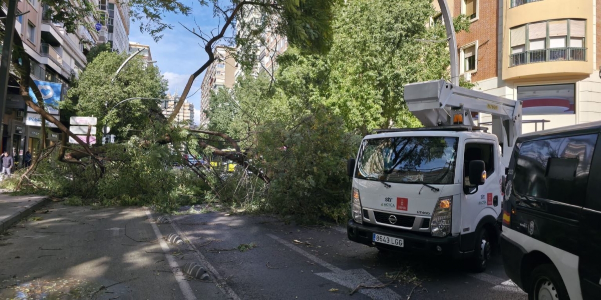 El fuerte viento provoca la caída de un árbol en plena Gran Vía de Murcia