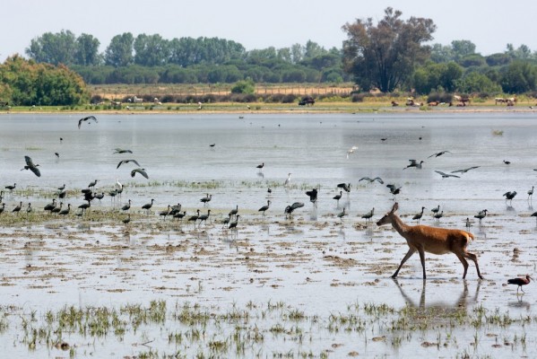 El Gobierno aprueba este martes 70 millones para mejorar la sostenibilidad y la economía de Doñana 