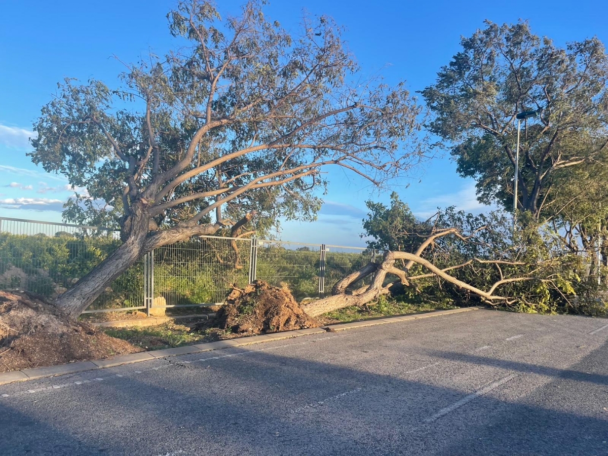 Alerta naranja en Elche por viento: más de 70 incidencias con caída de palmeras y arbolado 