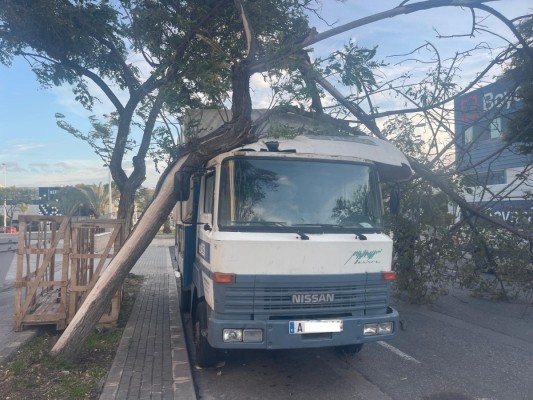 Elche activa el nivel naranja por viento y cierra parques y terrazas y prohíbe actividades al aire libre este sábado