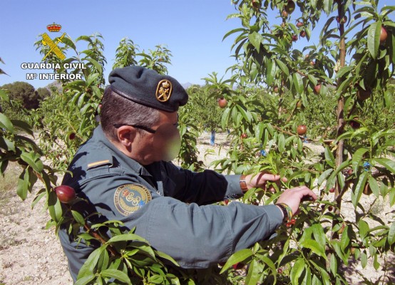 Dos empresarios agrícolas de Calasparra, investigados por la plantación de nectarinos de una variedad protegida
