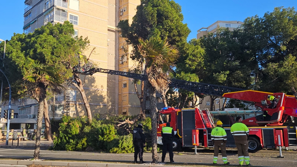 La caída de un árbol por las fuertes rachas de viento deja sin luz a vecinos de la Albufereta