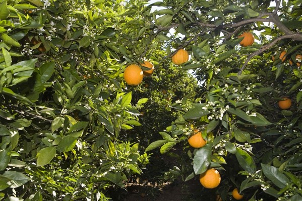 Las mandarinas de Egipto confirman su avance en la UE con el triple de toneladas importadas en 2026