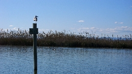 El TACRC inadmite el recurso de Compromís y da vía libre a licitar por un millón la gestión ambiental de la Albufera
