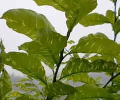 Asaja Alicante calcula que en la provincia se arrancarán 50.000 plantas enfermas por clorosis nervial amarilla