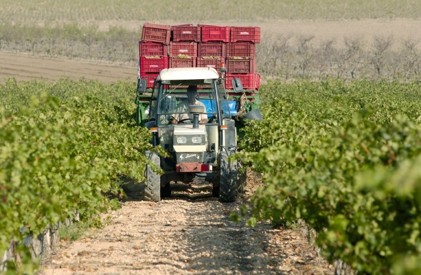 Arranca el plazo para que 10.000 agricultores y ganaderos de la Región soliciten las ayudas europeas de la PAC