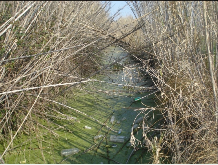 Acequia de desagüe paralela a la línea de costa, rodeada de cañas.