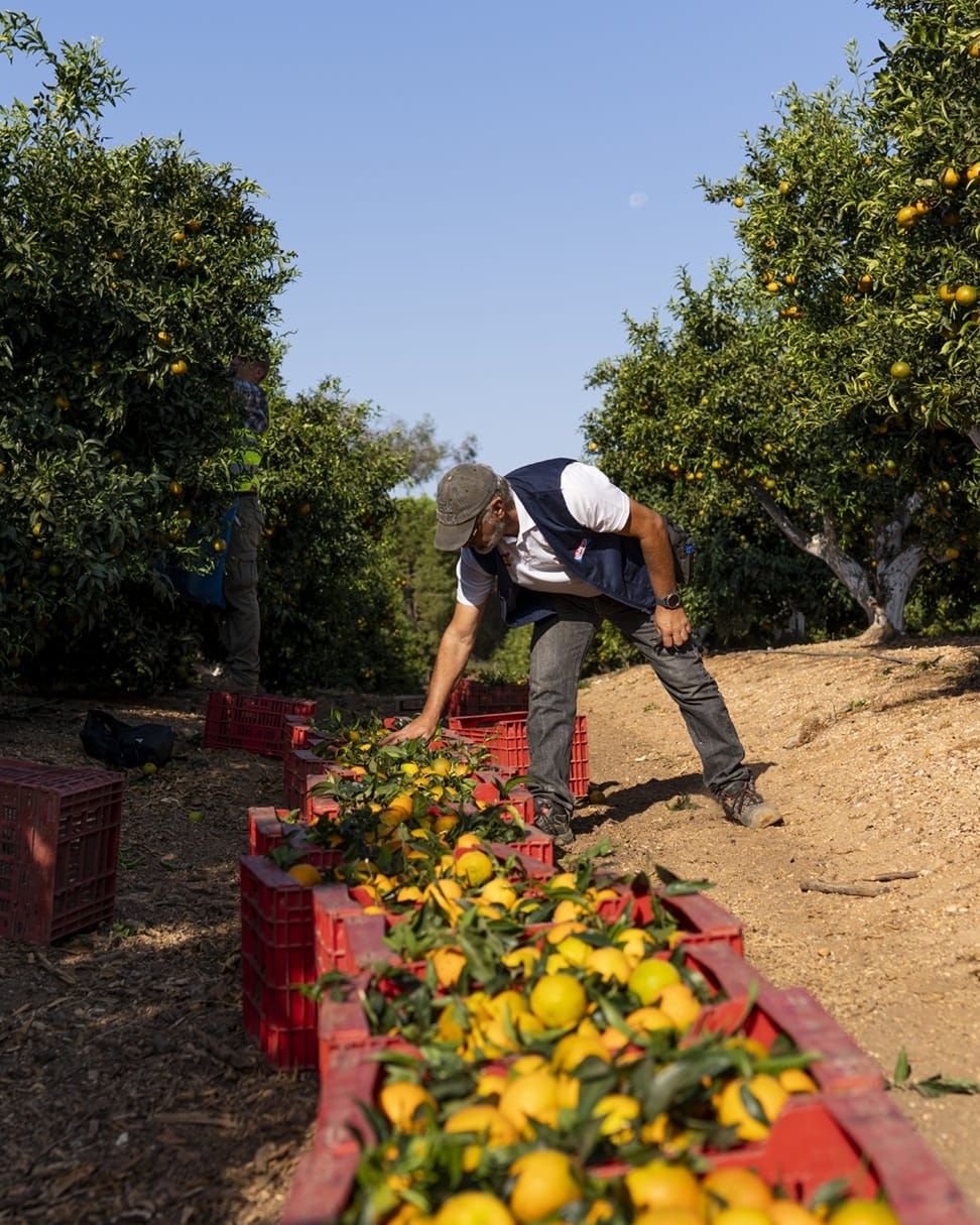 Clementina XLO de Bagu.