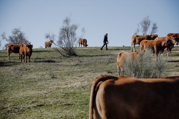 Los ayuntamientos podrán ampliar la superficie de pastos comunales para controlar la vegetación