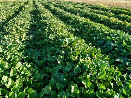 El Gobierno aprueba 877 millones en ayudas para el sector agroalimentario y pesquero por la subida de costes