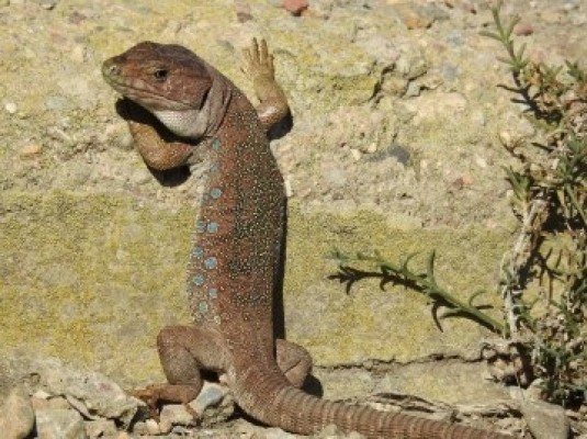 El Puerto de Cartagena activa un plan integral de conservación: desde la Manzanilla de Escombreras al Lagarto ocelado, especies únicas