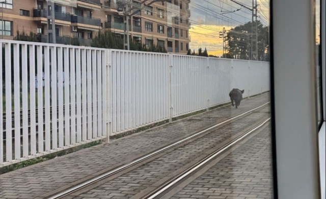 La presencia de un jabalí en las vías de Metrovalencia provoca retrasos en las líneas 1 y 2