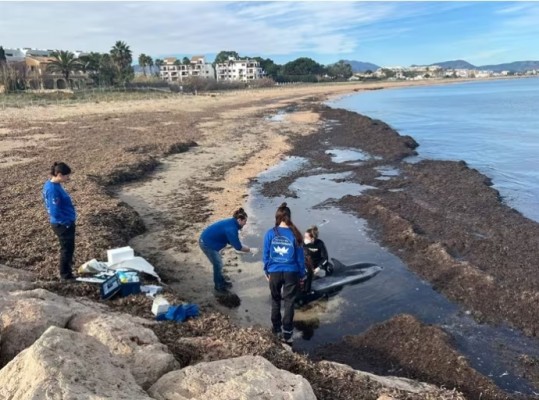 Muere un delfín que ha aparecido varado en Dénia