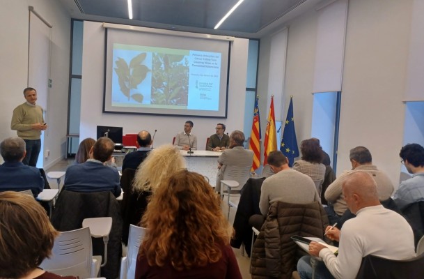Otro virus alerta a los cítricos: la conselleria confirma tres casos de clorosis en Castellón e incrementará las prospecciones