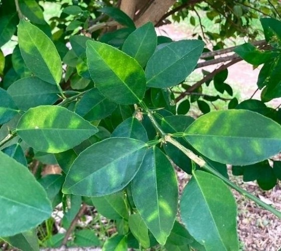 La estrategia contra la clorosis nervial amarilla de los cítricos contiene el virus en Castellón y mantiene el foco en Alicante 