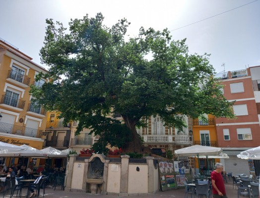 La Comunitat Valenciana, la autonomía con más árboles monumentales protegidos de España