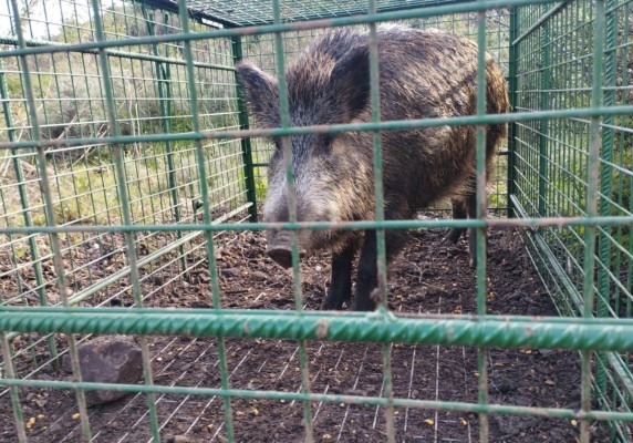 El Consell destina 4 millones para reforzar el control de la sobrepoblación de jabalíes