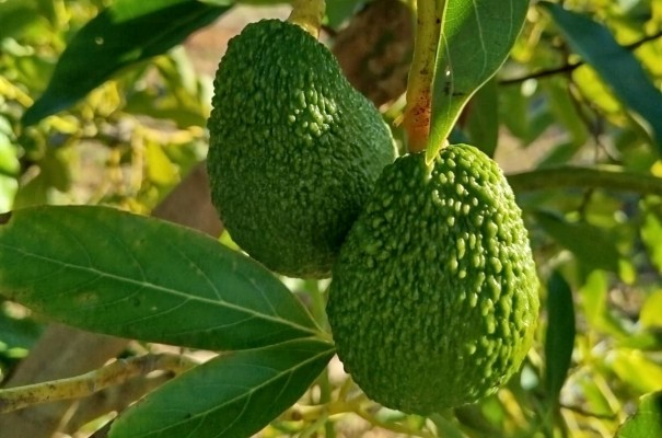 Campaña del aguacate: piden a los productores no adelantar la recolección del Lamb Hass para no dañar su calidad 