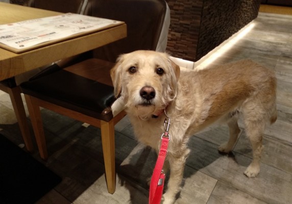 Alcoy da un paso más para ser 'pet friendly': visibiliza los restaurantes que permiten acceso de mascotas
