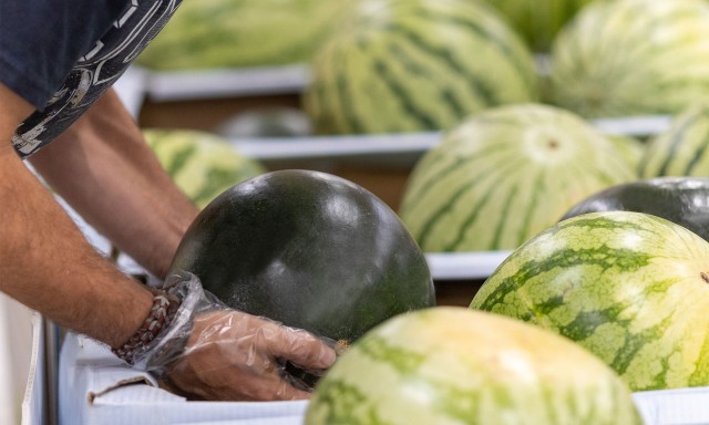 Mercadona prevé comprar 115.000 toneladas de sandía de origen nacional en 2024, un 38% más