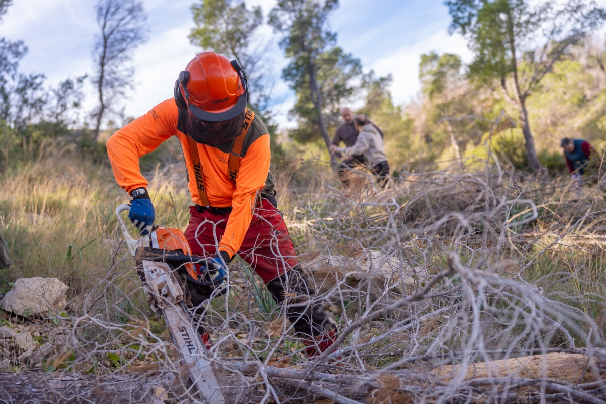 Más de 400 pinos secos retirados en Serra Gelada dentro del plan de choque frente a la sequía 