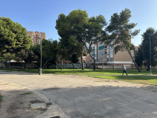 Movimiento Ciudadano pide medidas preventivas ante la 'amenaza' de la procesionaria del pino