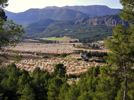 La naturaleza pinta de colores la Región de Murcia: vive y siente el espectáculo para los sentidos de sus cuatro floraciones
