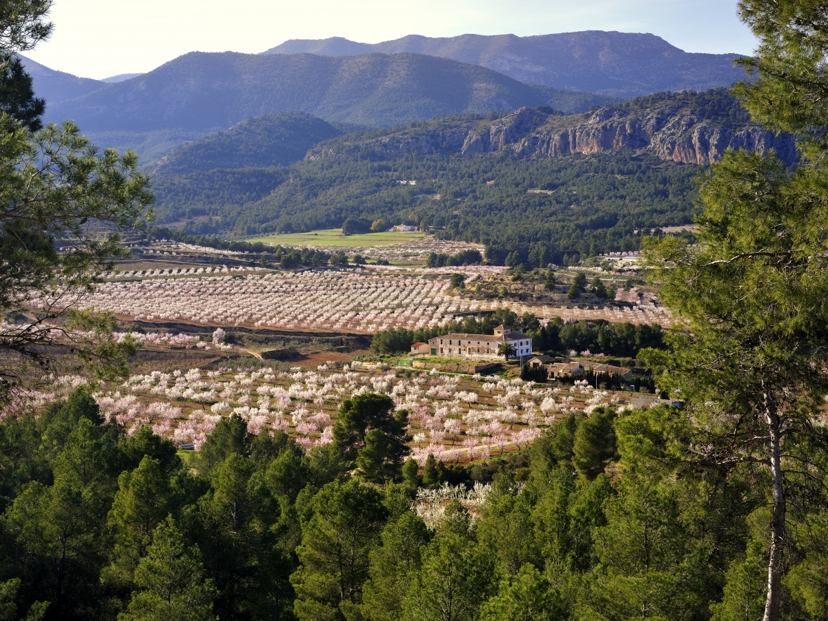 La naturaleza pinta de colores la Región de Murcia: vive y siente el espectáculo para los sentidos de sus cuatro floraciones