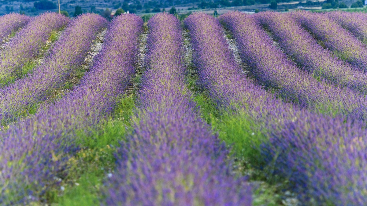 Floración de lavanda en Moratalla